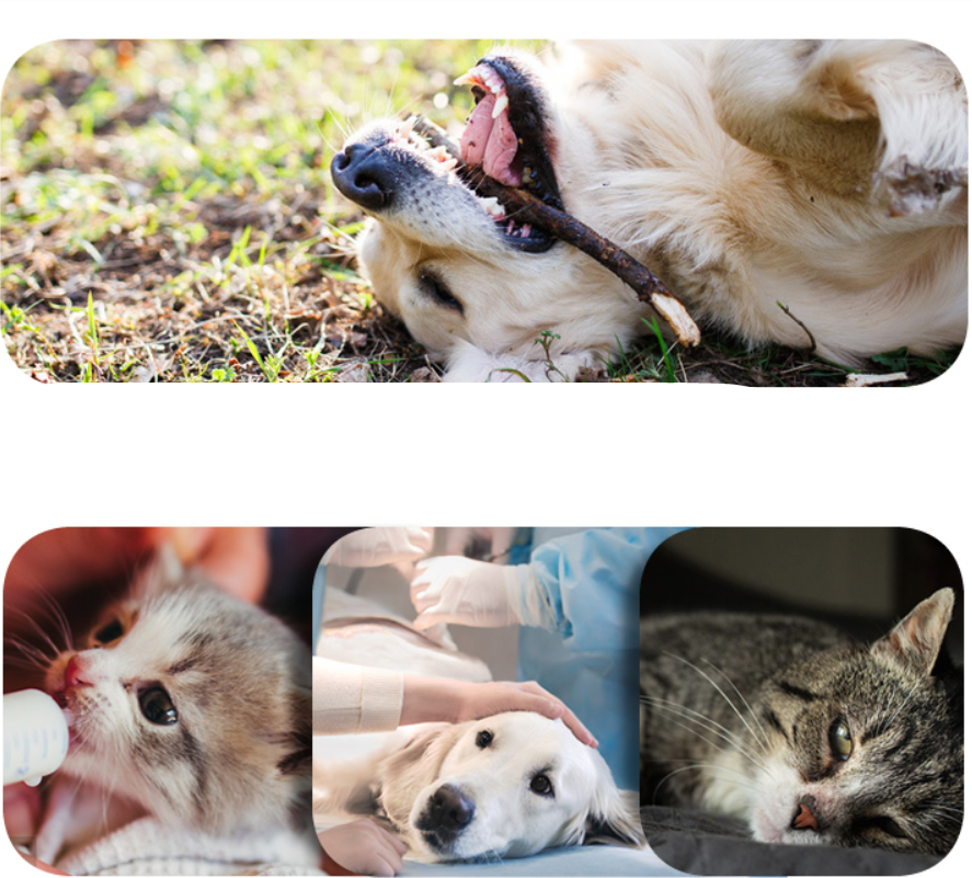pet-cleaning-and-deodorising-wipes-4-pack