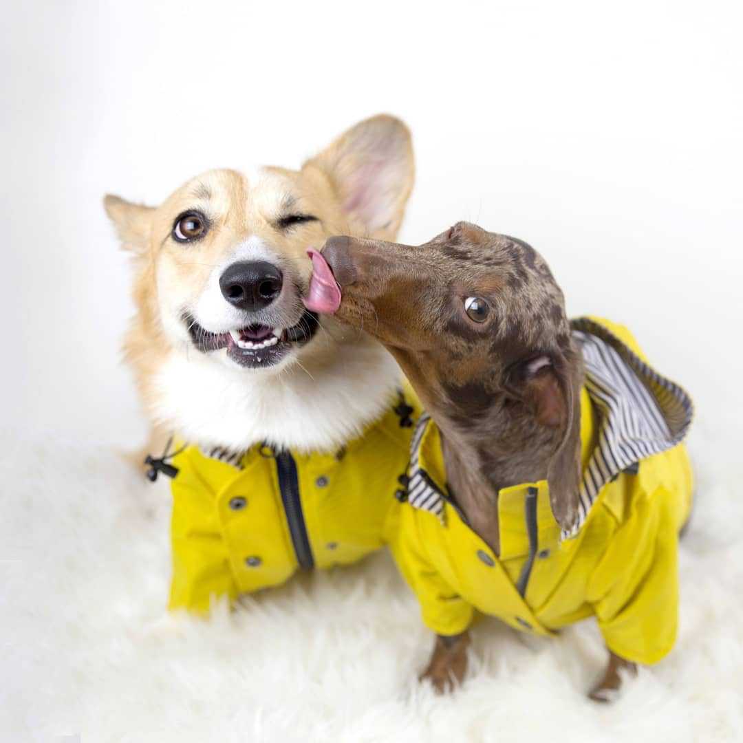 Windproof Dog Jacket - Insulated Coat for Cold and Wet Walks