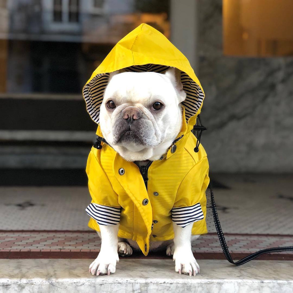 Windproof Dog Jacket - Insulated Coat for Cold and Wet Walks