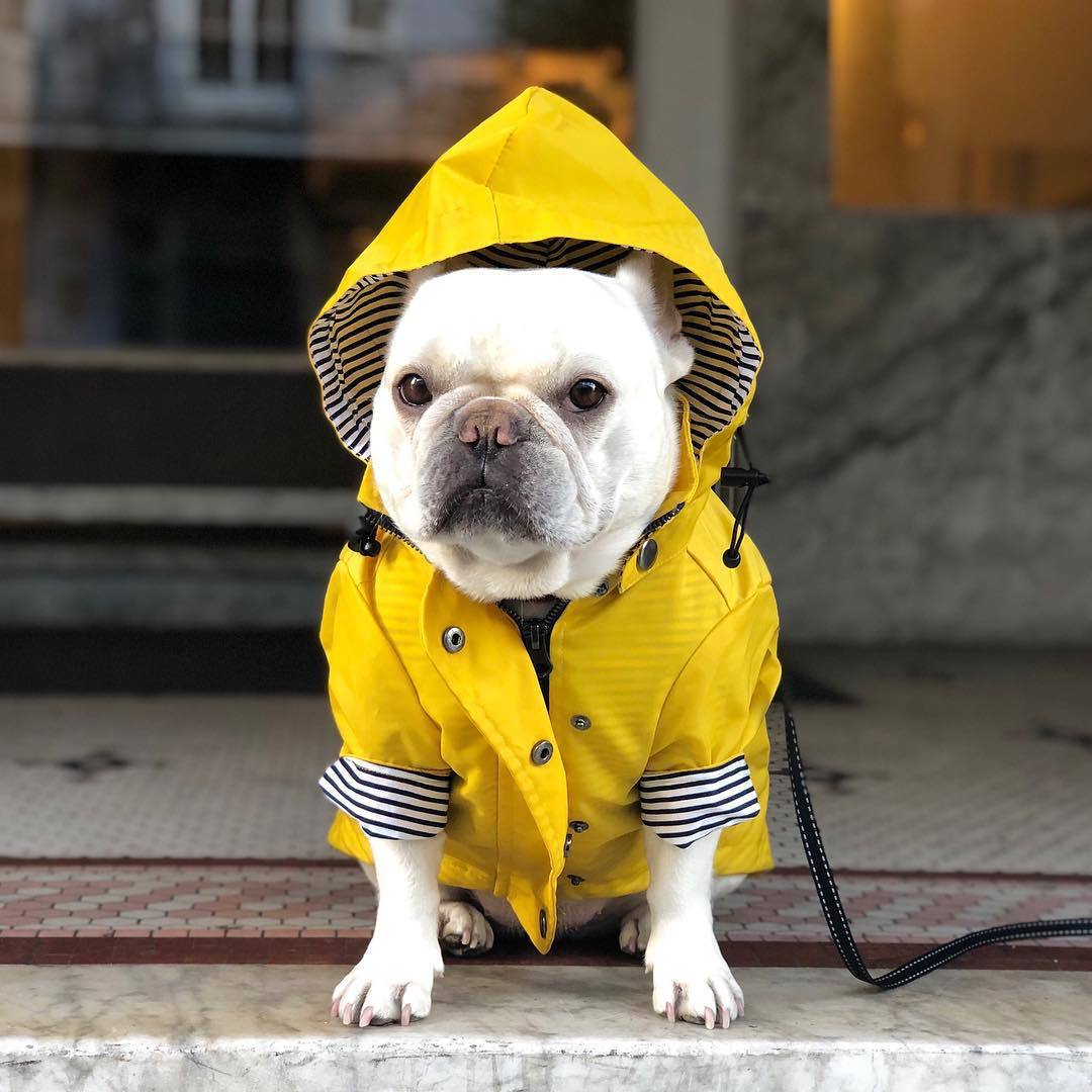 Windproof Dog Jacket - Insulated Coat for Cold and Wet Walks