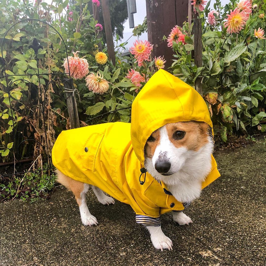 Windproof Dog Jacket - Insulated Coat for Cold and Wet Walks