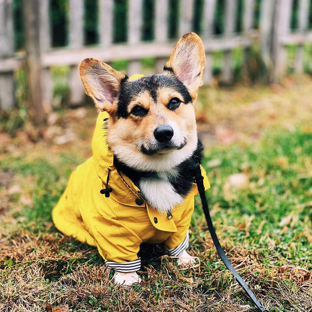 Windproof Dog Jacket - Insulated Coat for Cold and Wet Walks
